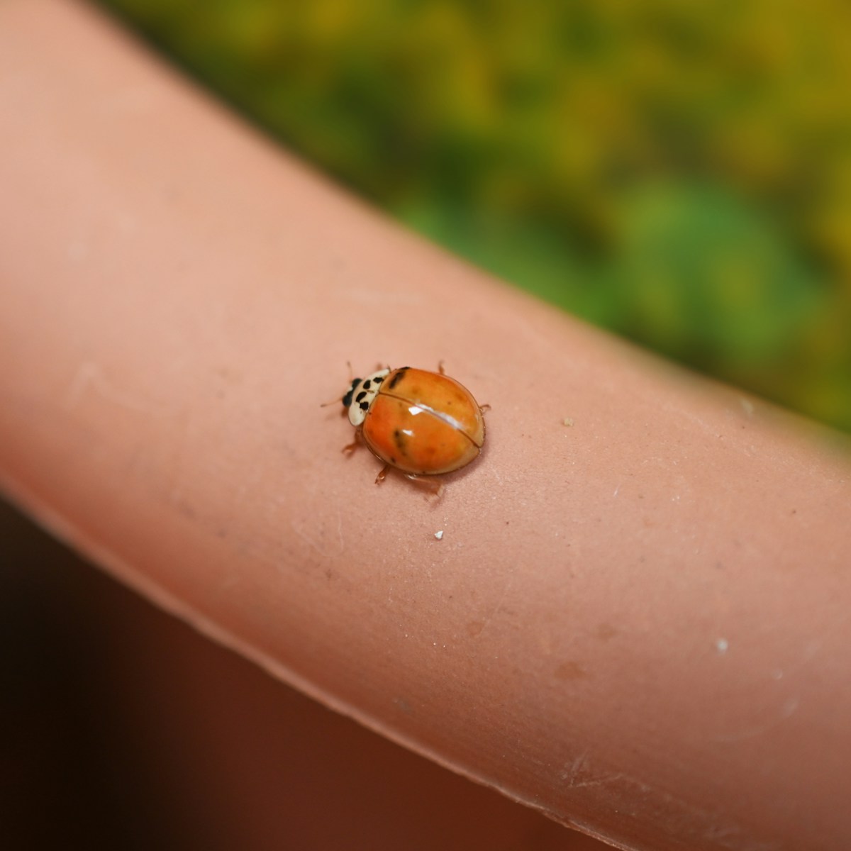 a small insect on a person's finger